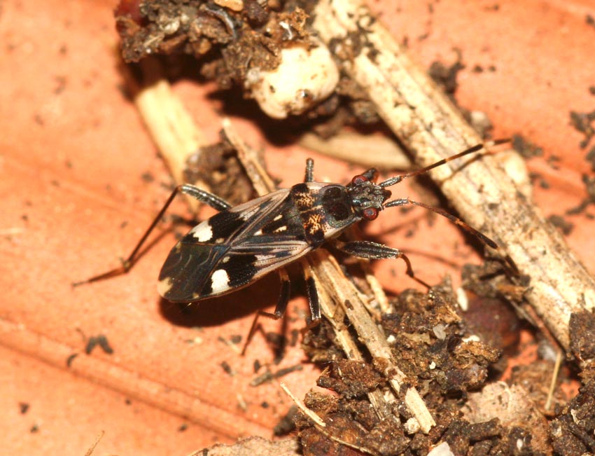 Lygaeidae e Pyrrhocoridae coinquilini.